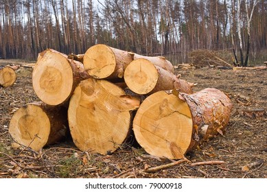 heap of logs in a forest