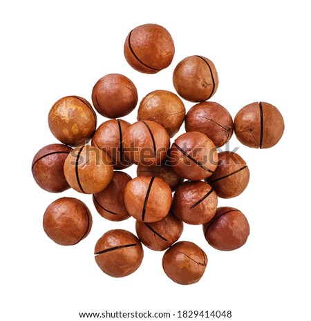 heap of macadam nuts with clipping path on a white isolated background                               