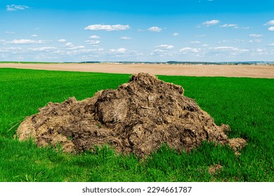 Heap Of Manure On Field. Heap of animal manure. Natural manure from livestock.