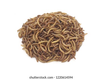 Heap Meal Worms Larvae Feeding Pets Stock Photo 1221959185 | Shutterstock