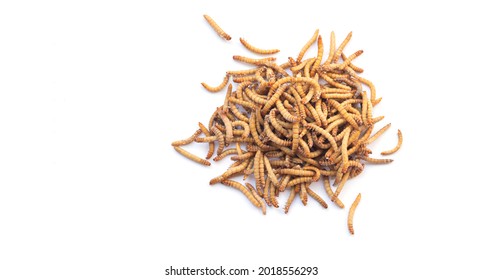 Heap of mealworms for feeding pets isolated on white background top view