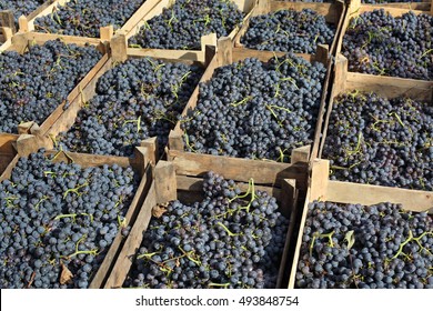 Heap Of Merlot Grape In Wooden Boxes Ready For Wine Making