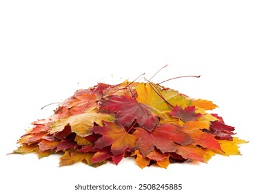 Heap of multicolor autumn Maple leaves isolated on white background. - Powered by Shutterstock