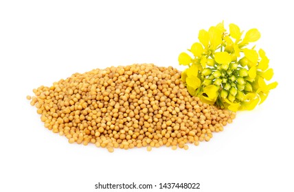 Heap Of Mustard Seeds With Yellow Flower Isolated On White Background