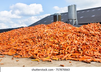 Heap of orange Carrots as vegetables lying on farm