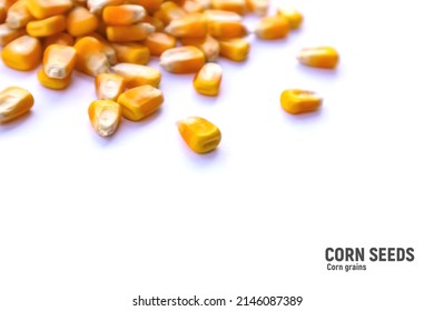 Heap Of Raw Corns Seeds, Maize Or Sweetcorn Kernels Isolated On White. Selective Focus