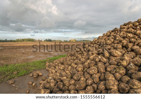 Similar – Foto Bild Zuckerrübenhaufen auf dem Bauernhof.