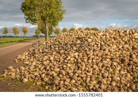 Similar – Foto Bild Zuckerrübenhaufen auf dem Bauernhof.