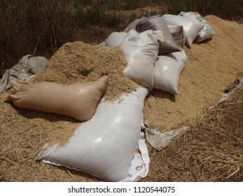 Heap Rice Paddies Collected By Farmers Stock Photo 1120544075 ...