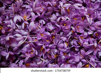 Heap Of Saffron Flowers Or Freshly Cut Roses For Saffron Extract