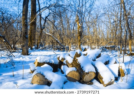 heap of tree log on snowbound forest, winter outdoor landscape