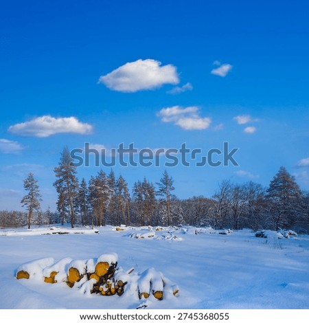 heap of tree trunk on the snowbound fir tree forest glade under a blue sky