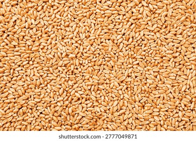 Heap of wheat grains as background, top view