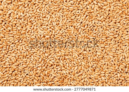Heap of wheat grains as background, top view