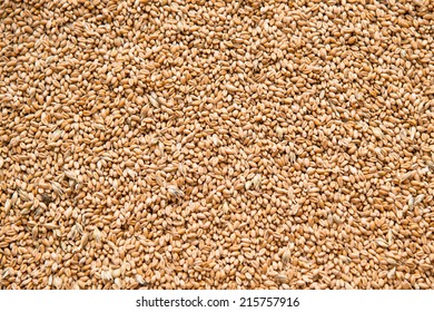 heap of wheat grains closeup