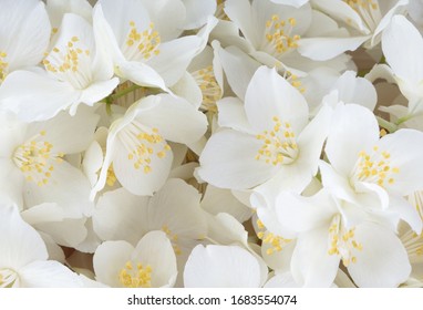 Heap Of White Jasmine Flowers Background