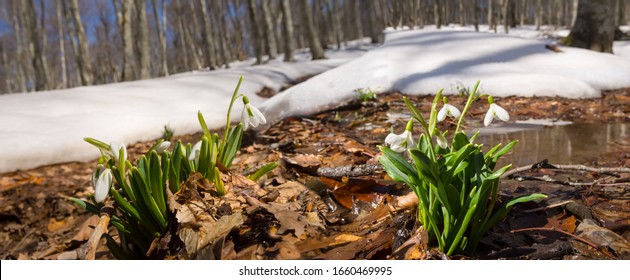 heap of white snowdrop in a forest among melting snow, early spring outdoor background