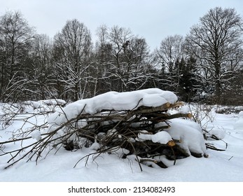 Heap of wood in a forest in winter. Dry branches covered with snow laying on the snowy ground in a forest