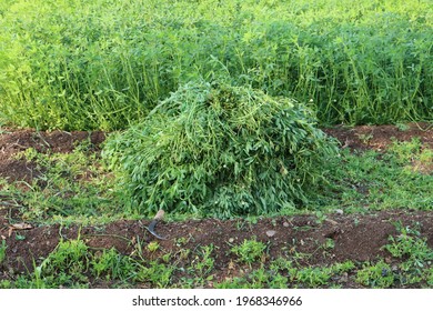 Heaped Lucerne Grass Or Medicago Grass At Farm, Livestock Feed 