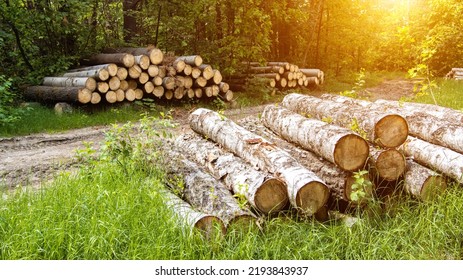 Heaps of birch, alder and pine logs lie on a forest site in the forest in summer. The concept of export and import of timber. Forest business and forestry. background