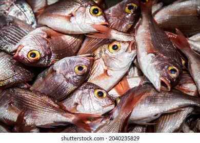 Heaps Of Fish Piled Up On The Deck Of A Fishing Boat