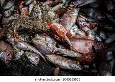 Heaps Of Fish Piled Up On The Deck Of A Fishing Boat