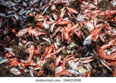 Heaps Of Fish Piled Up On The Deck Of A Fishing Boat