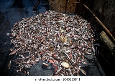 Heaps Of Fish Piled Up On The Deck Of A Fishing Boat