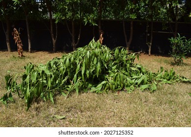 Heaps Of Fresh Cut Tree Branches Chopped And Stacked In Park House Garden Lawn. Trimming Excess Tree Branches And Shaping Boundary