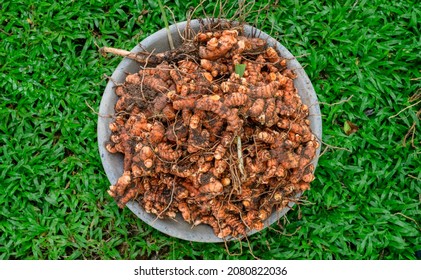 Heaps Of Freshly Harvested Turmeric Roots On A Bowl On The Grass Overhead View.  The Drying Process Begins After Cleaning The Dirt And The Soil In Turmeric Roots For Making Turmeric Powder.