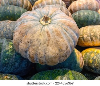 Heaps of honey gourds displayed on a shelf of a shop selling vegetables - Shutterstock ID 2244556369