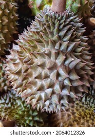 Heaps Of Tantalizing Durians. This Photo Is Perfect For Agricultural Articles, Agricultural Magazines, Newspapers, Magazines, Advertisements And More.