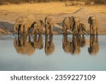 Heard of elephants drinking in watering hole
