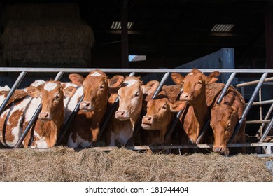 Heard Of Guernsey Cattle Eating Hay In Cowshed