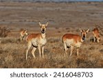 A heard of Pronghorn antelope graze quietly across a grassy field on the Caprock of eastern New Mexico