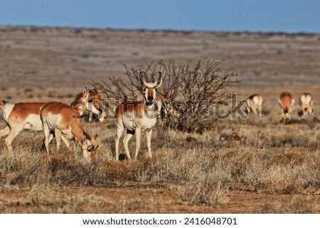 A heard of Pronghorn antelope graze quietly across a grassy field on the Caprock of eastern New Mexico