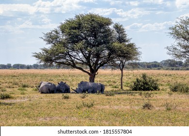 a heard of rhino under a tree in the shade
