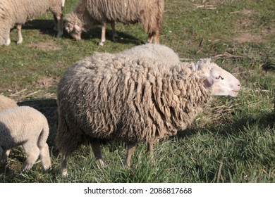 A Heard Of Sheep In Croatia