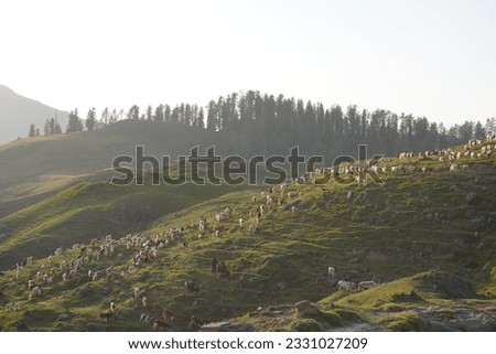 Heard of sheep and goat in foggy evening in spring mountains - A herd of sheep and goats in the high land, mountain of Kashmir in Pir Panjal range