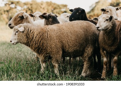 A Heard Of Sheep Grazing In The Field