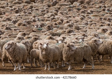 A Heard Of Sheep In Patagonia