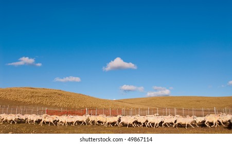 A Heard Of Sheep In Patagonia