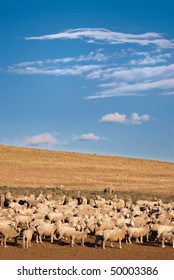 A Heard Of Sheep In Patagonia