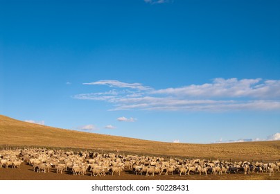 A Heard Of Sheep In Patagonia