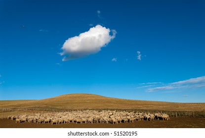 A Heard Of Sheep In Patagonia