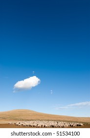 A Heard Of Sheep In Patagonia