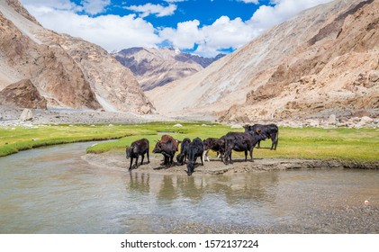 Ladakh cow Images, Stock Photos & Vectors | Shutterstock