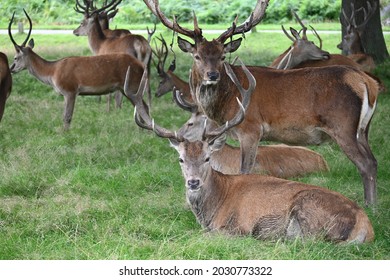 Heard Of Wild Deer Grazing