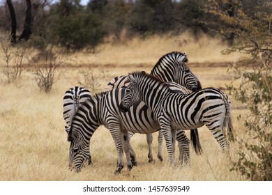 Heard Of Zebra Feeding On A Plain In Namibia