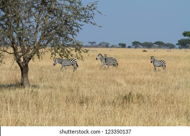 Heard Of Zebra In Meadow